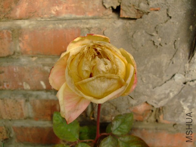 DSCF2804.JPG