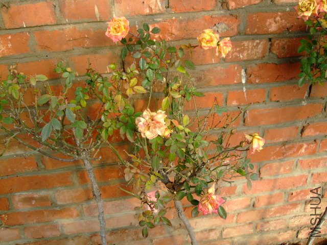 DSCF2805.JPG