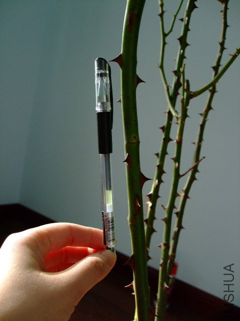 DSCF2837.JPG