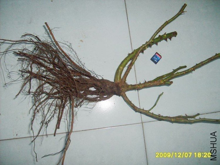 S5004522.JPG