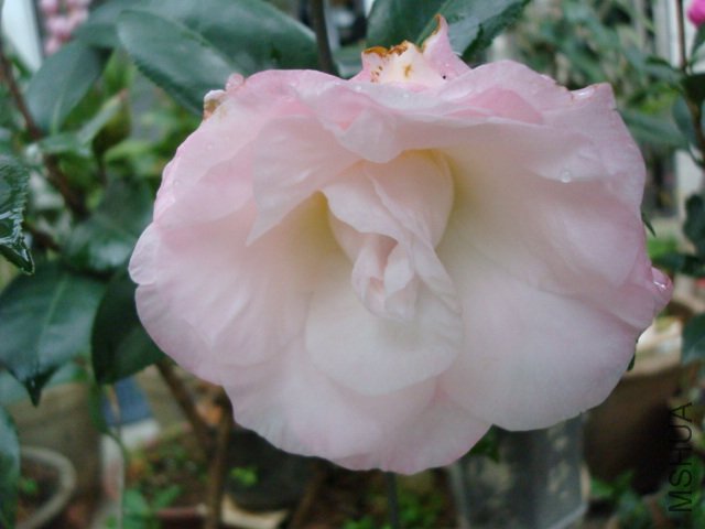 DSC08943.JPG