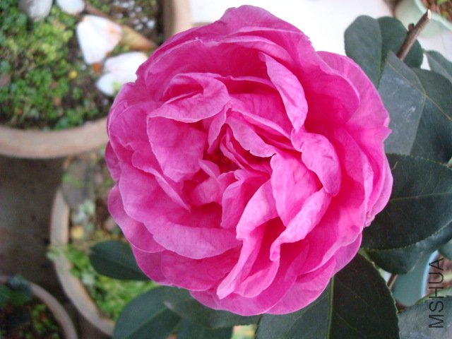 DSC08977.JPG