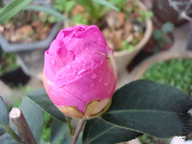 DSC08930.JPG