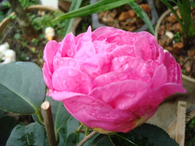 DSC08940.JPG