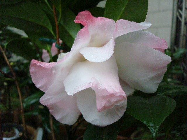 DSC09126.JPG