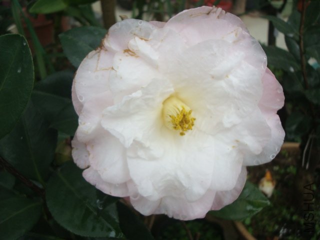 DSC09008.JPG