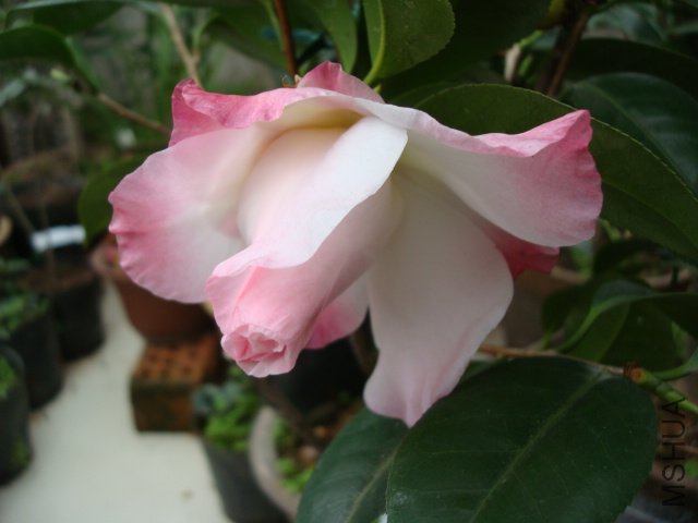 DSC09114.JPG