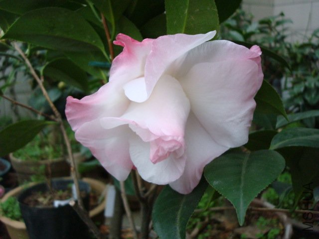 DSC09119.JPG