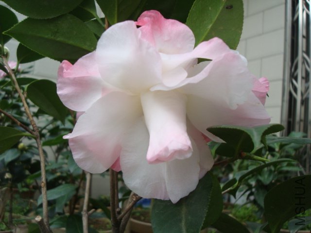 DSC09154.JPG