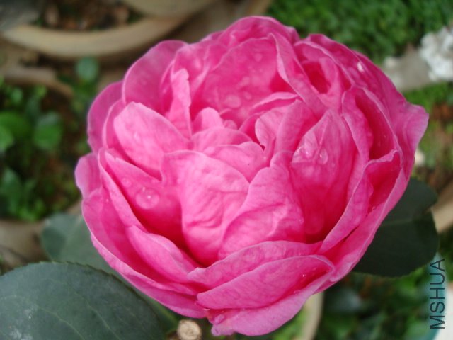 DSC08969.JPG