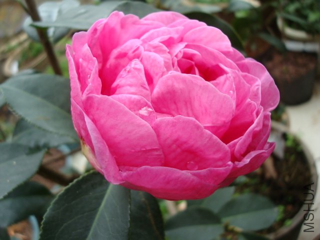 DSC08972.JPG