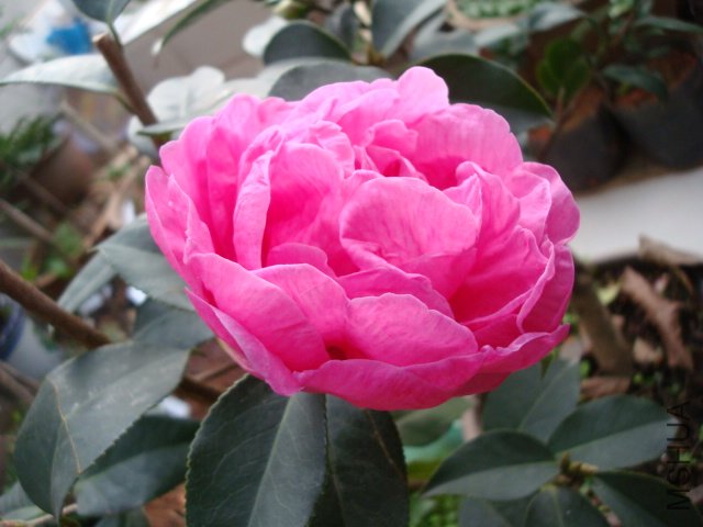 DSC08981.JPG