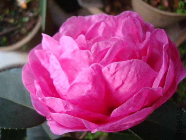 DSC08979.JPG