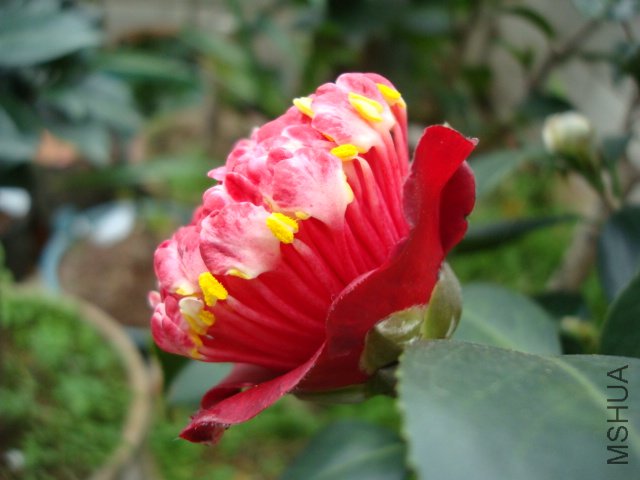 DSC09255.JPG