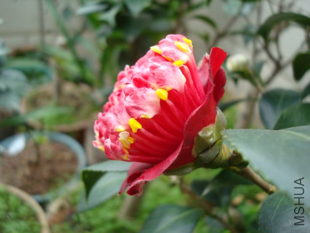 DSC09253.JPG
