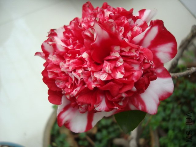DSC09200.JPG