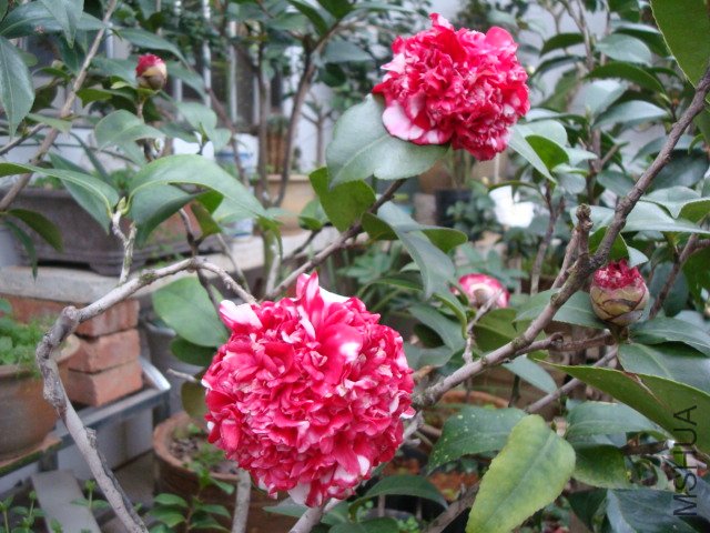 DSC09269.JPG