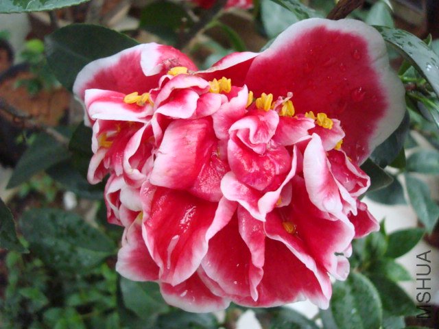 DSC09085.JPG