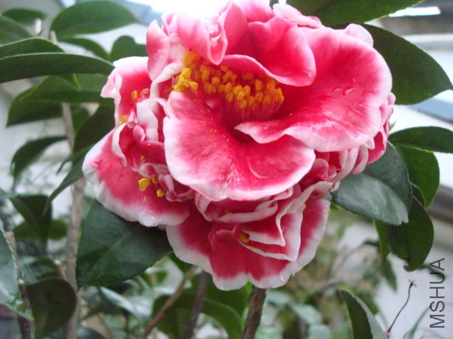 DSC09083.JPG