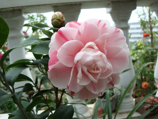 DSC09261.JPG