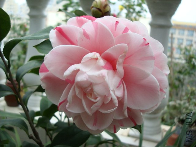 DSC09266.JPG