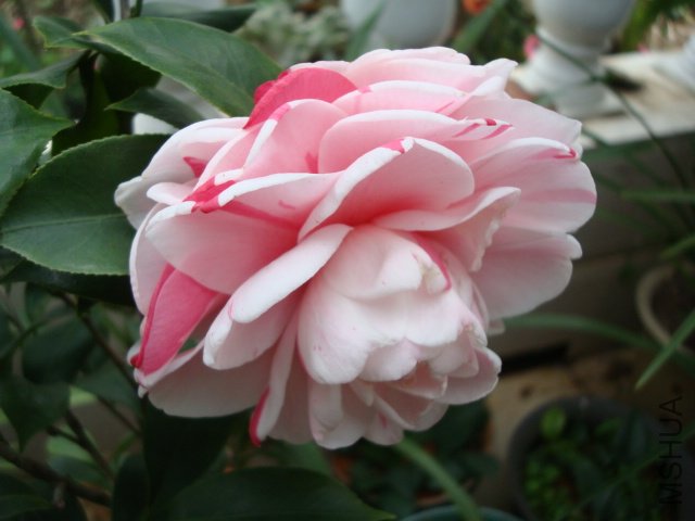 DSC09259.JPG