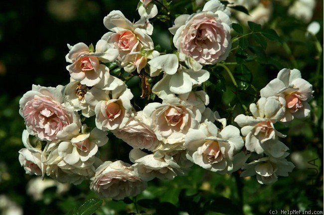 26Lovely Meilland.jpg