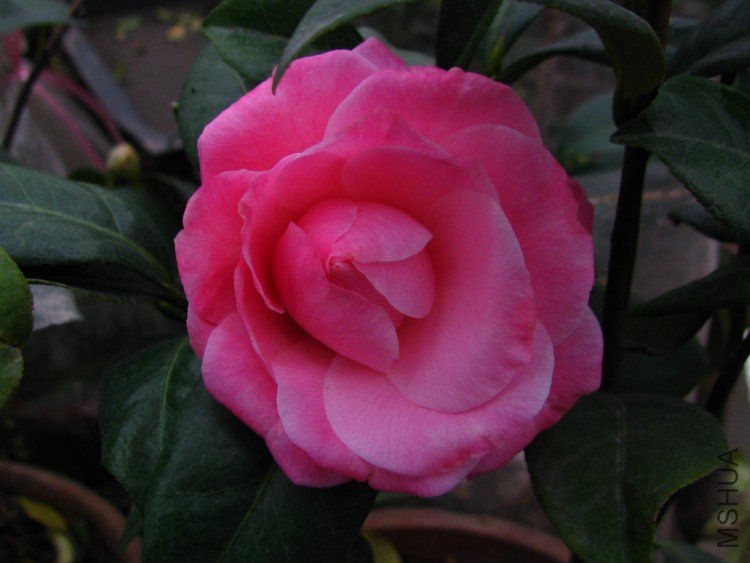 2010.01.27.�軨 006+1.jpg