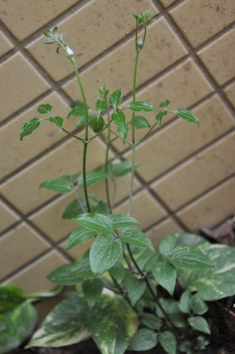 DSC_8653.jpg