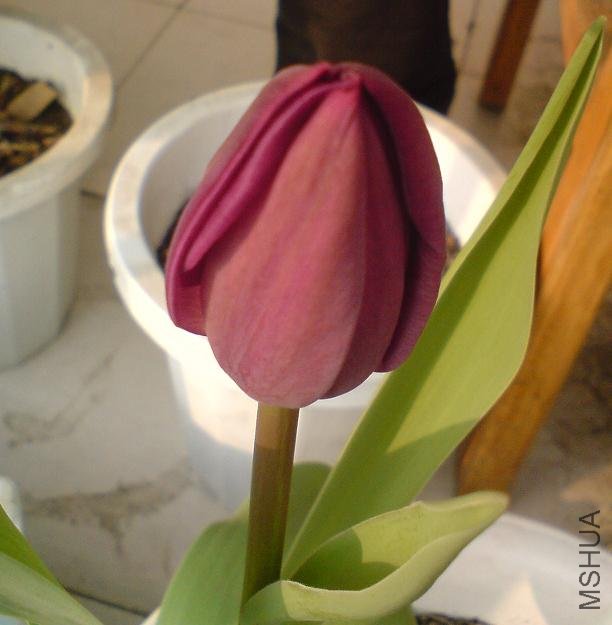 DSC00092 - ����.jpg