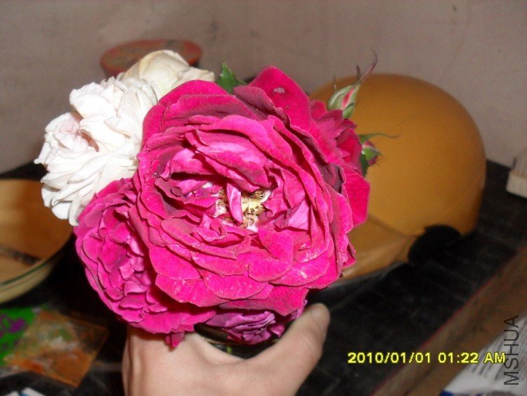 ��õ�����ϼ������������ﶼ����ζ