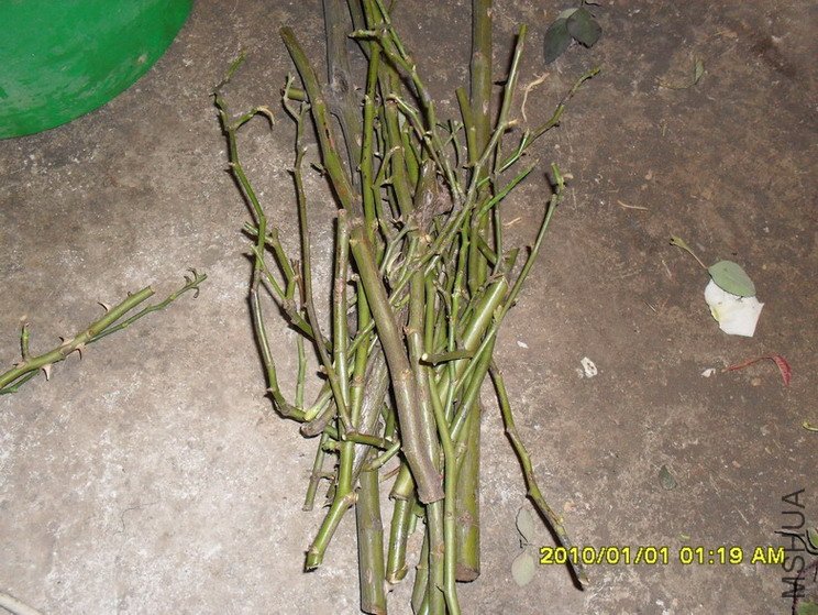 ��Ǥ�����õ֦��