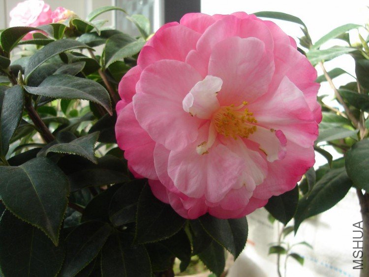 ����������˵ı�������