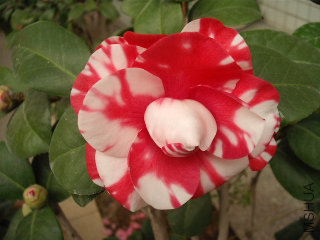 ��һ��ͺ�¶�ĵ�һ��һ��ȫ�İ��