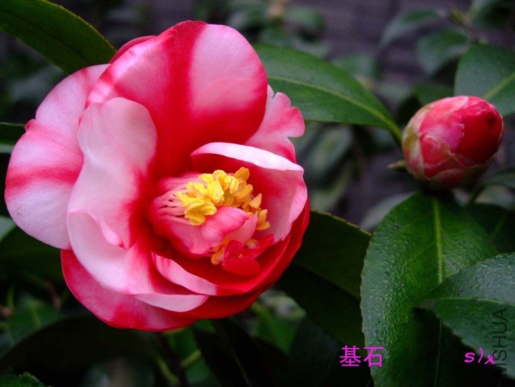 ��ʯ 10-1-29f (2).jpg