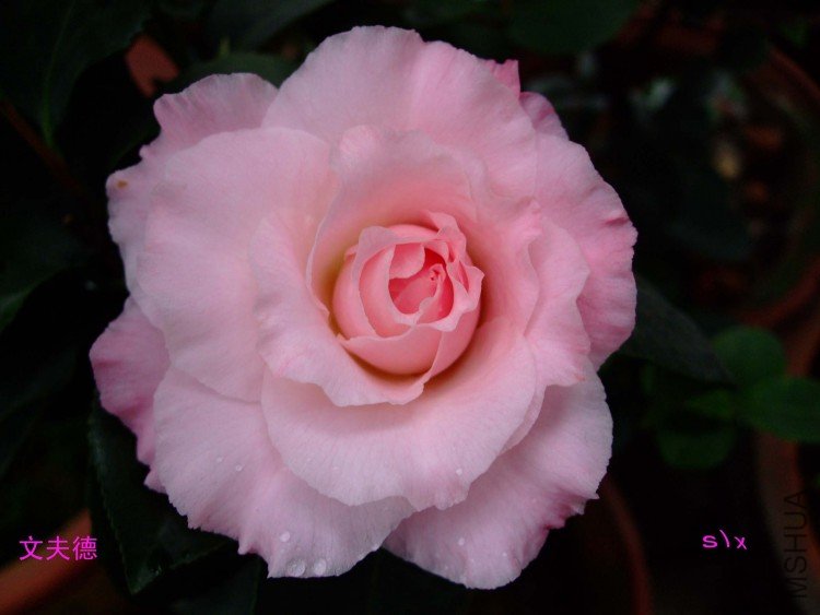 �ķ�� 10-1-29f.jpg