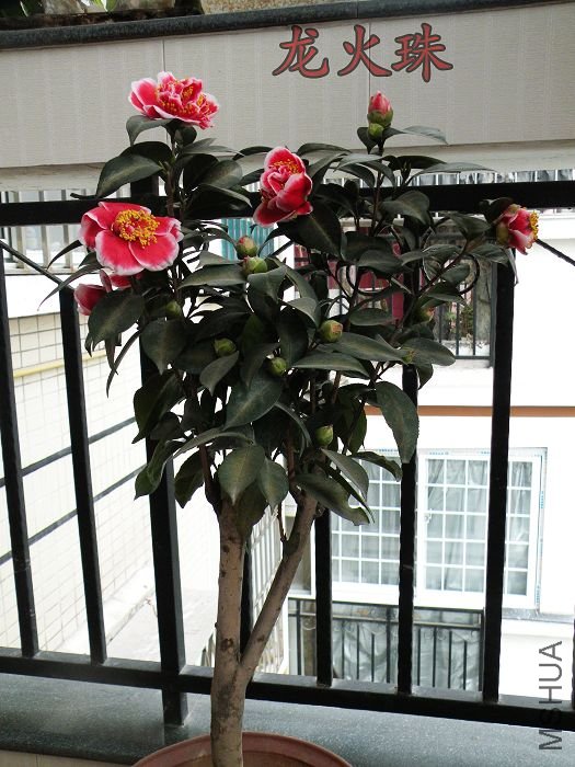 DSCN1936.jpg