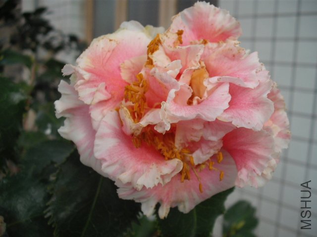 ���ɶ���۷��̤�û����϶��ǻ��ۣ��ƻƵ�