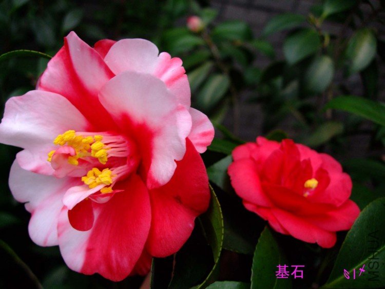 ��ʯ 10-1-31f(1).jpg