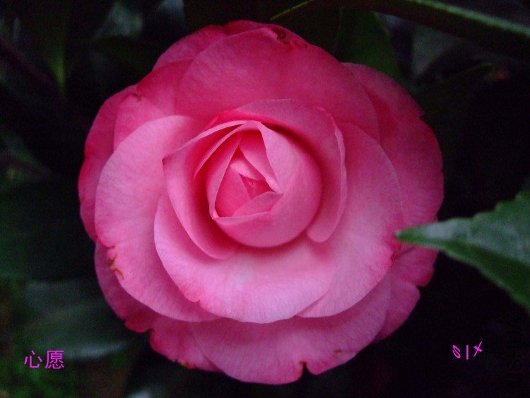 ��Ը 10-1-31f.jpg