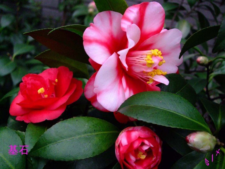 ��ʯ 10-1-31f (3).jpg