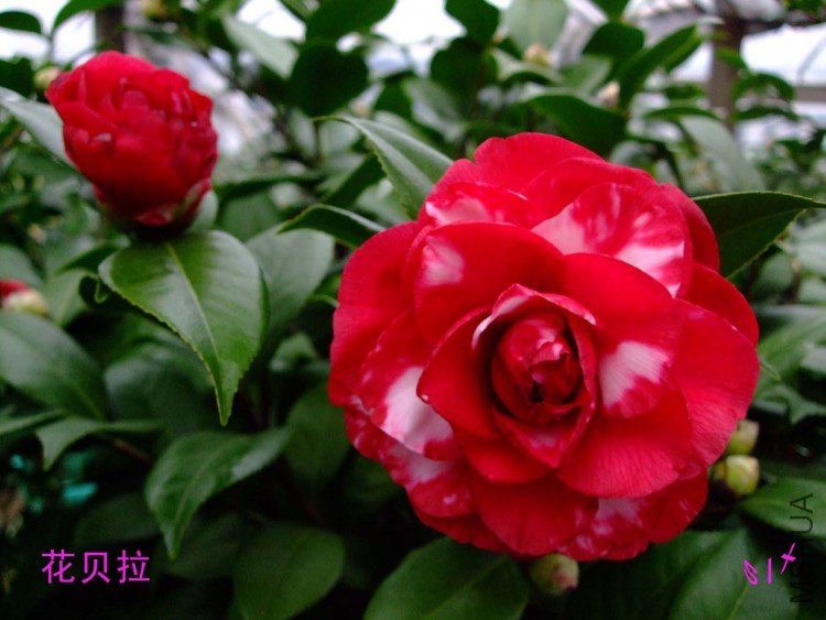 ������ 10-1-31f.jpg