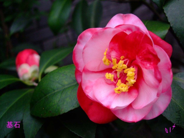 ��ʯ 10-1-31f (2).jpg