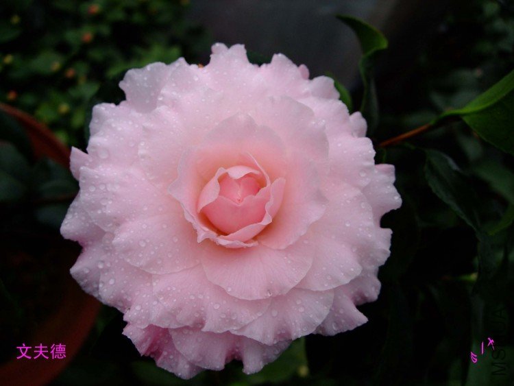 �ķ�� 10-1-31f (2).jpg