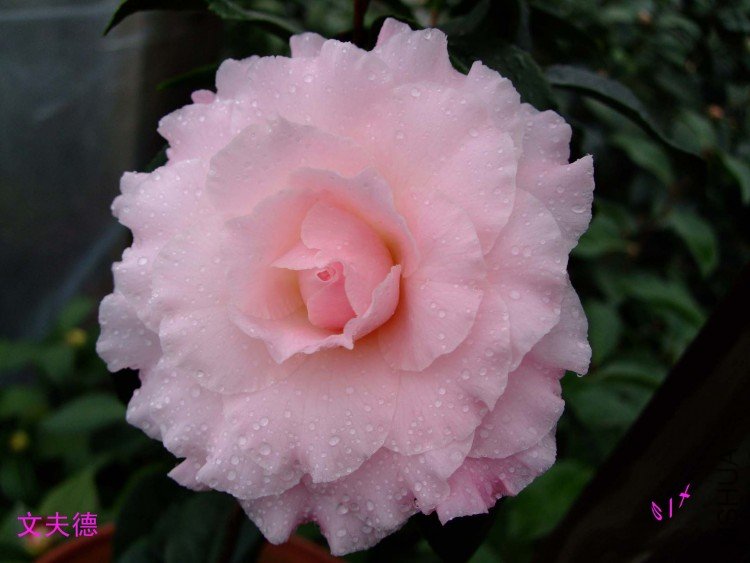 �ķ�� 10-1-31f(1).jpg