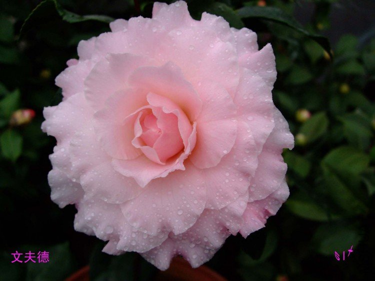 �ķ�� 10-1-31f (5).jpg