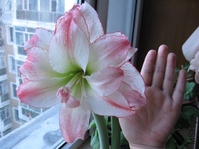 IMG_1141.JPG