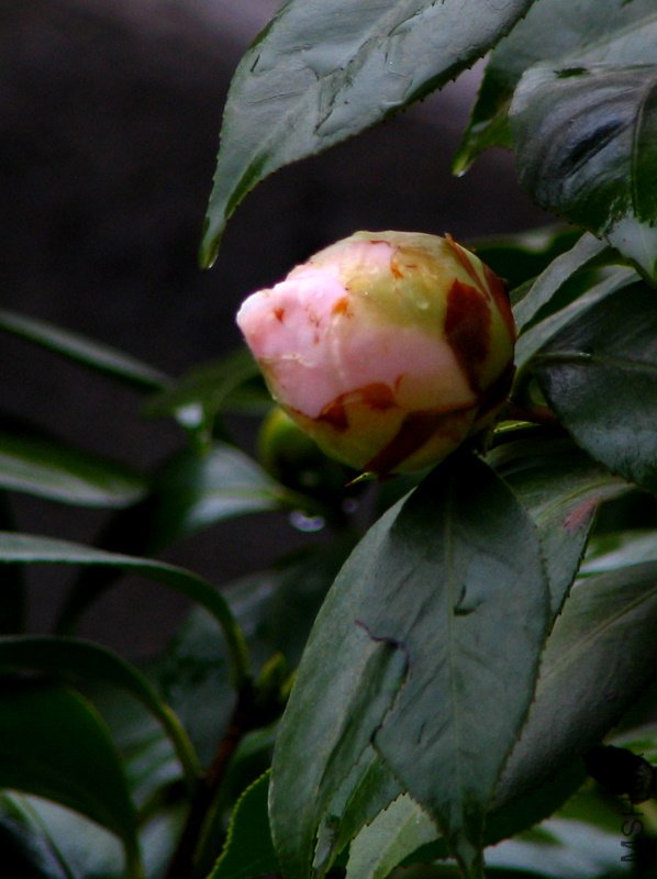 2010.01.31.�軨 003.jpg