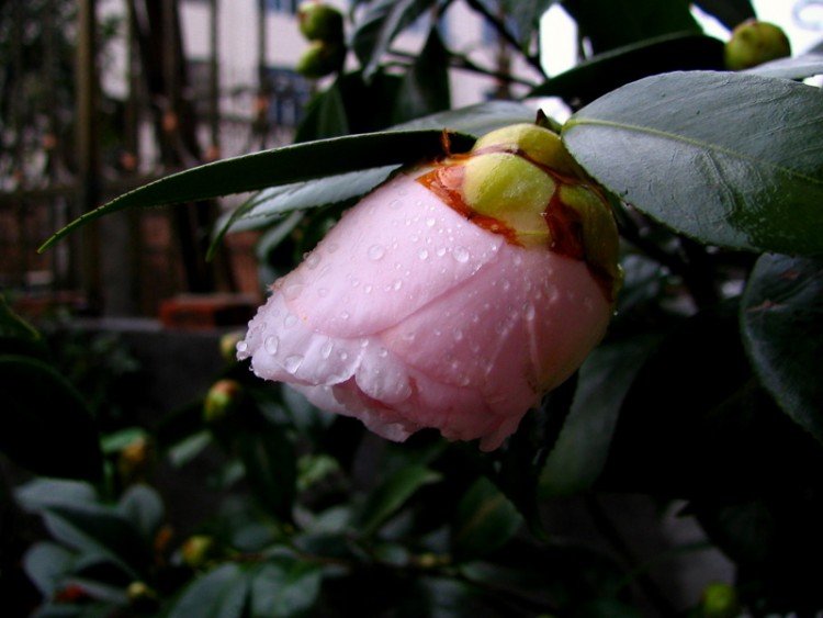 2010.01.31.�軨 005.jpg