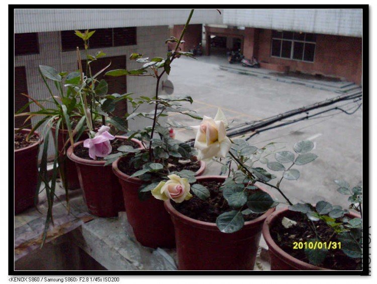 ��˹����ӡ���ͷ���ġ������º�Ӱ